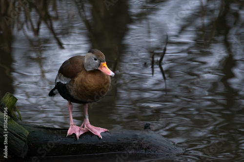 A Southern black-bellied whistling duck stands on a log in a pond in the UK © Mike