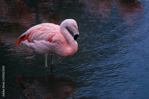 A Chilean Flamingo stood in profile in a cold lake on the wetlands in the UK