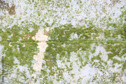Green moss growing on the concrete wall 