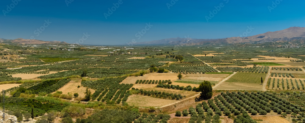 Olive gardens on Creta