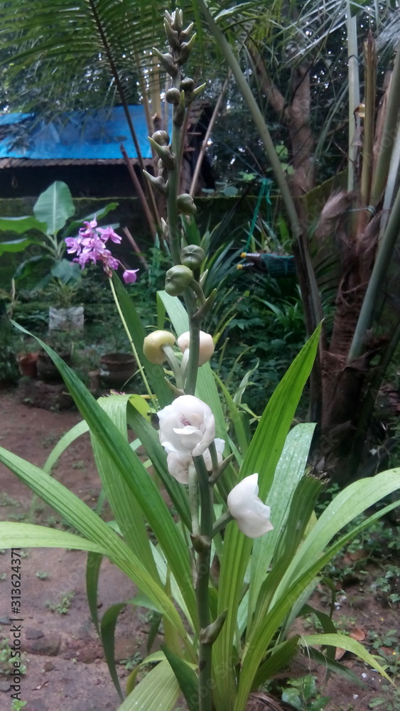 Obraz premium Dove Flowers