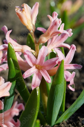 Pink hyacinth varieties "Gypsy Queen" (lat. Hyacinthus Gypsy Queen) close-up