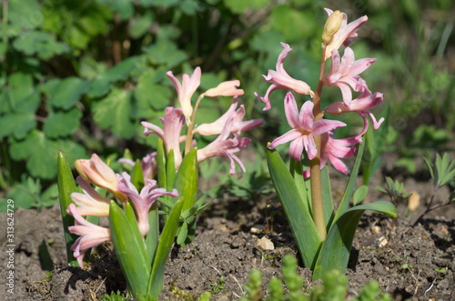Pink hyacinths bloom in the garden