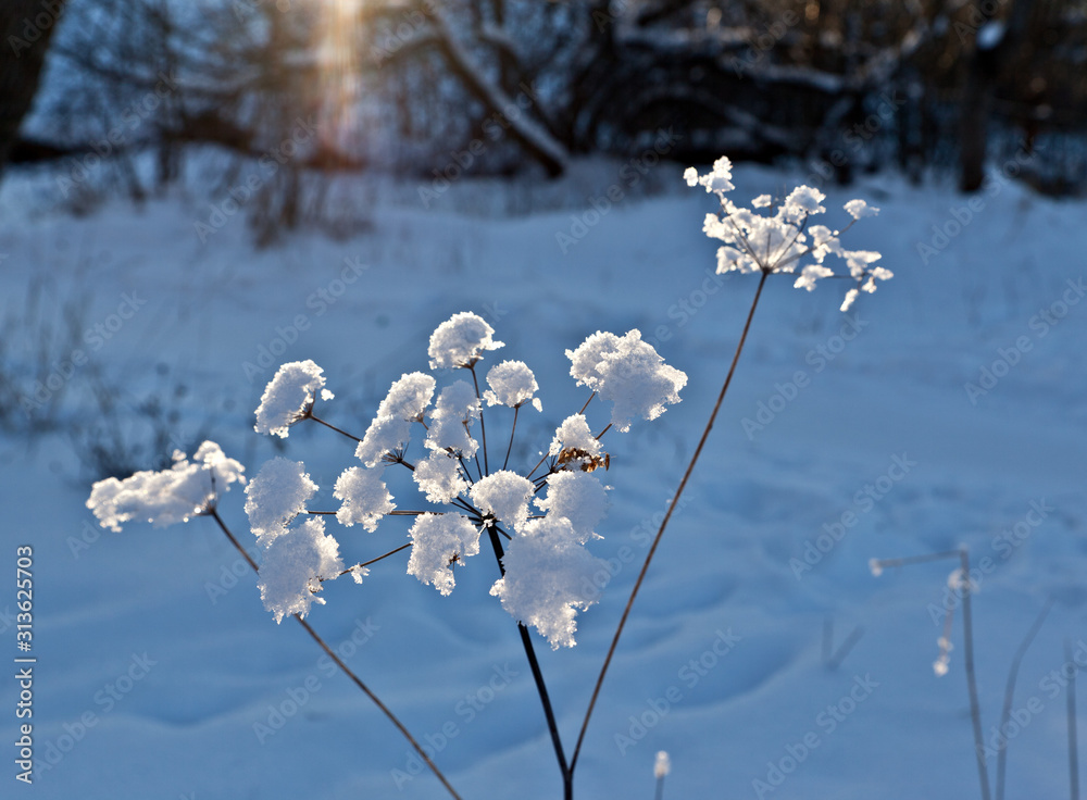Rime in frosty evening on umbrella plants at sunset Rime in frosty evening on umbrella plants at sunset
