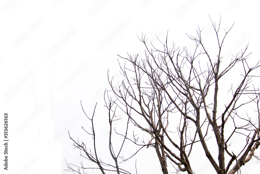 branch of treetop and sky ,white background of treetop branch of treetop and sky ,white background of treetop