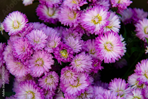 Chrysanthemum flowers close up.Pink Chrysanthemums.Floral background.