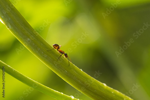 Macro shot of an ant on a peony bud, summer plants, background. soft blurry focus. Bokeh