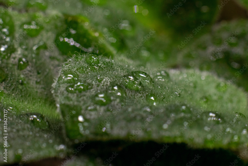 Natural background.Green violet leaves in drops of water.Sample focus. Macro photo. Leaves with a small pile. Natural background.Green violet leaves in drops of water.Sample focus. Macro photo. Leaves with a small pile.