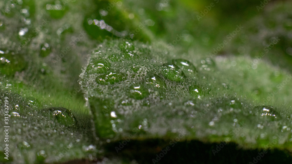 Natural background.Green violet leaves in drops of water.Sample focus. Macro photo. Leaves with a small pile. Natural background.Green violet leaves in drops of water.Sample focus. Macro photo. Leaves with a small pile.