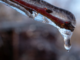 Icicle Branch