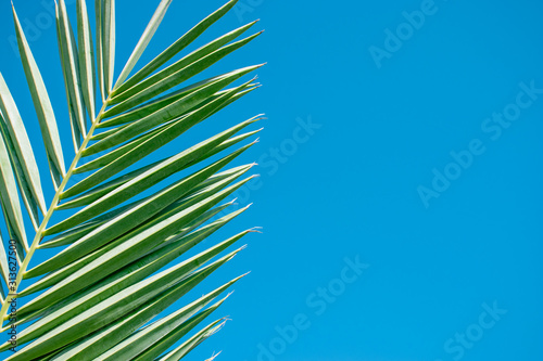 Green palm tree leaves on a sunny day against blue sky. Wallpaper template