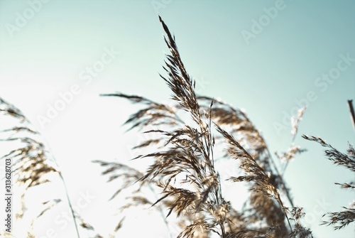 cane inflorescences developing in the wind