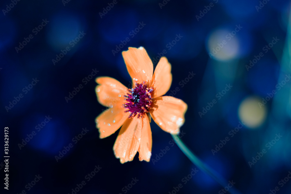 flower on black background flower on black background