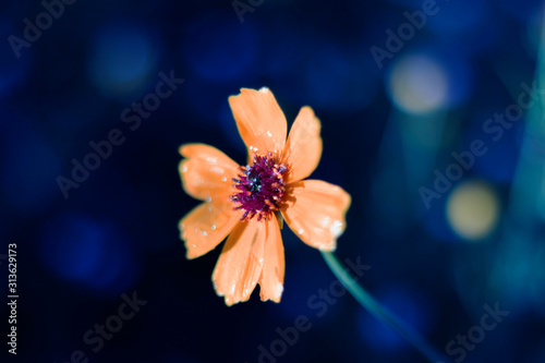 flower on black background