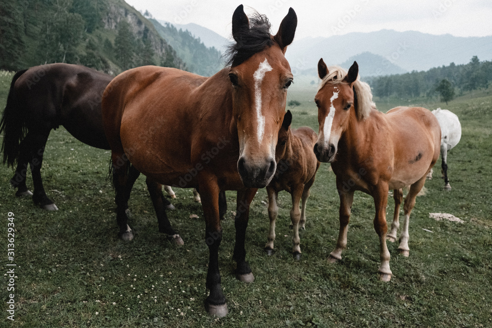 close portrait of a herd of horses on a mountain landscape