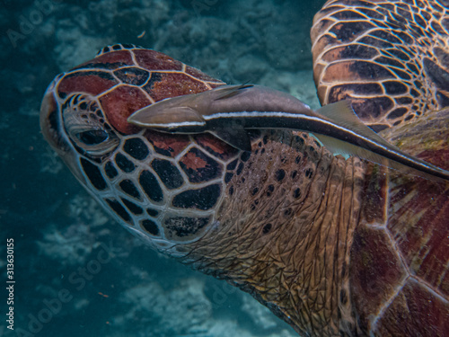Photos Sharksucker or suckerfish (Echeneis naucrates) attaches itself on top of a green sea turtle's head