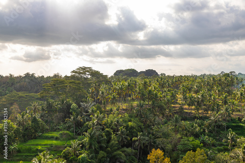 Palm trees and terraces ricefields. View from Sayan view point at sunset  Ubud  Bali Indonesia