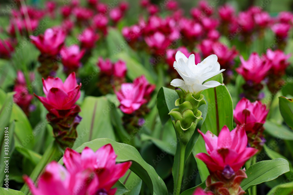 Close up white Krachiew flowers in pink flower background at nature Close up white Krachiew flowers in pink flower background at nature