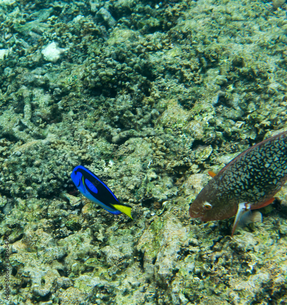 Obraz premium Blue surgeonfish swimming in Seychelles