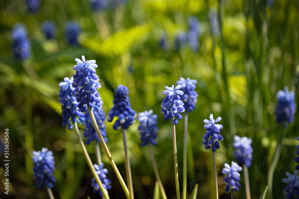 Obraz premium blue flowers in the garden