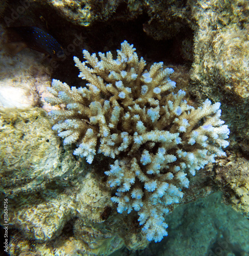 An acropora coral in New Caledonia