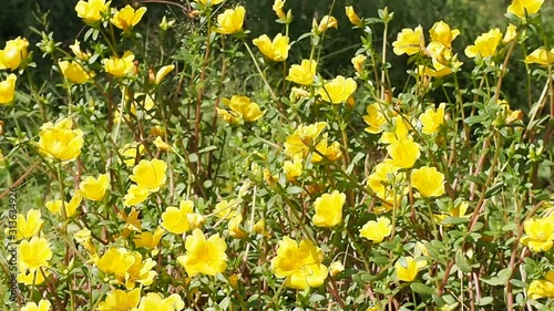 Yellow flower field blooming in meadow during spring wind blows in sunshine morning.