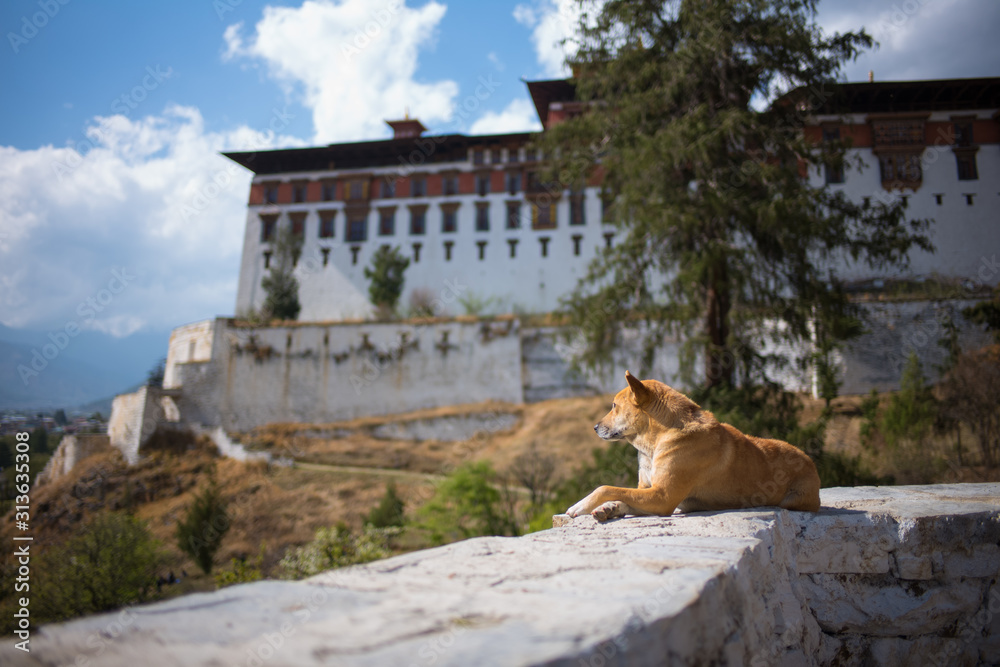 Obraz premium Rinpung Dzong, Paro, mit Hund