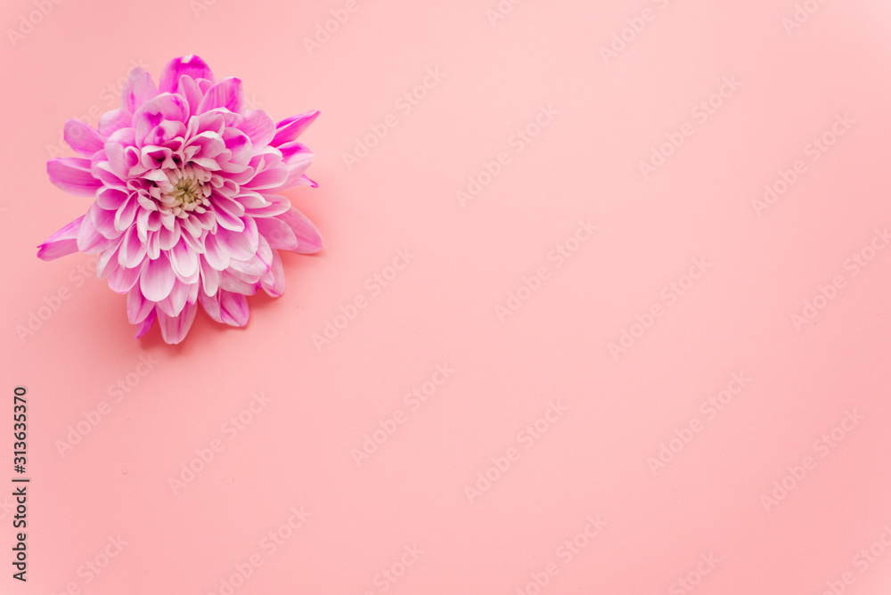 Frame of chrysanthemum on pink pastel background. Spring flowers. Spring background. Greeting card for Valentine. Spring flowers. Blue chrysanthemums on pastel background. Flat lay