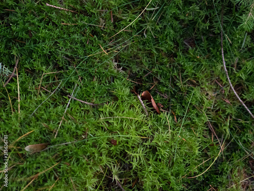 Moss on ground texture