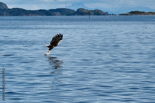 Weissschwanz Seeadler f  ngt einen Fisch von der Wasseroberfl  che im Vorbeiflug