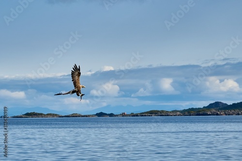 Weissschwanz Seeadler f  ngt einen Fisch von der Wasseroberfl  che im Vorbeiflug
