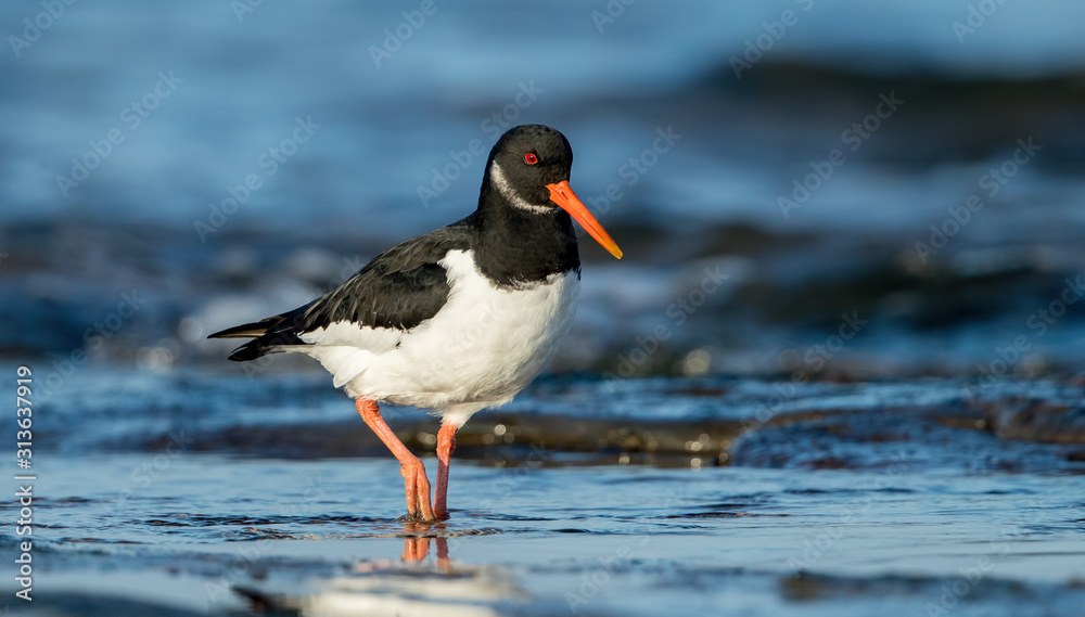 Oystercatcher in Water Oystercatcher in Water