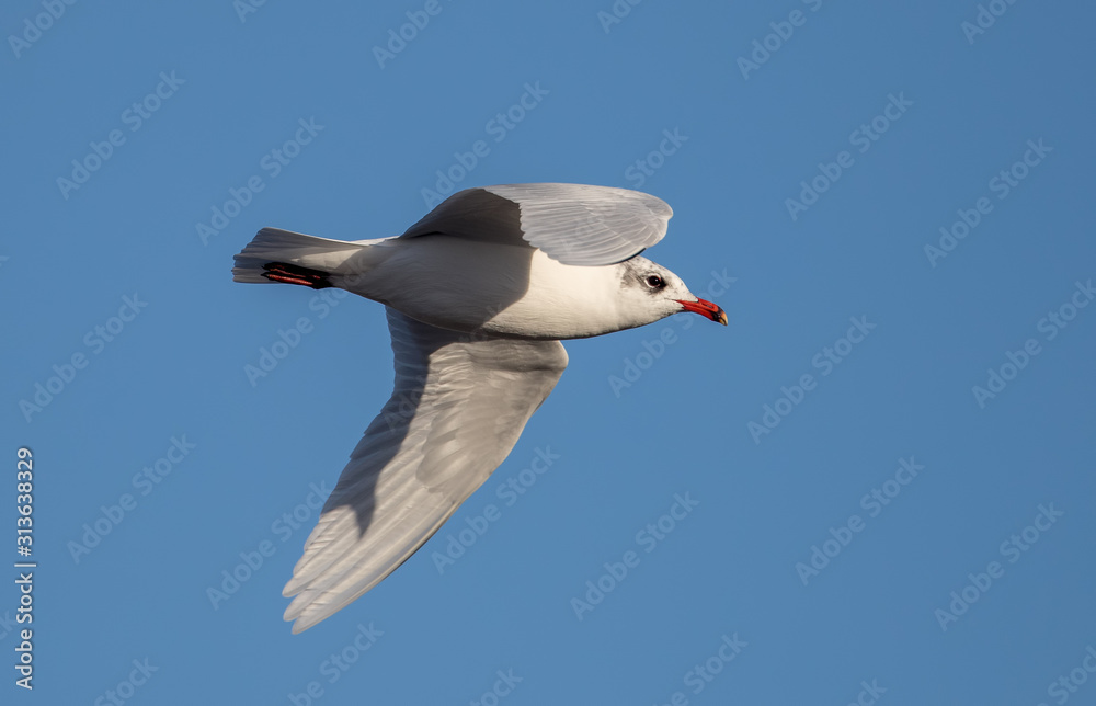 Obraz premium Mediterranean Gull Flying