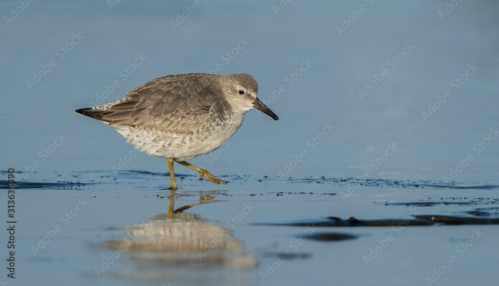 Knot Feeding on Beach Knot Feeding on Beach