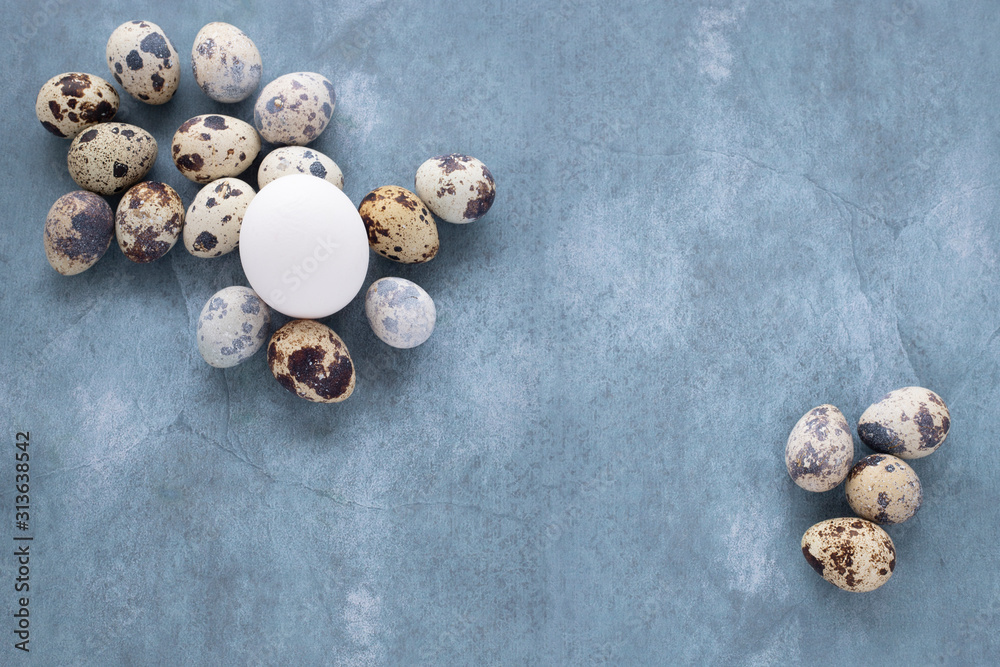 Many fresh raw variegated colored quail eggs and one white chicken egg lie on the gray surface of the countertop in the room. Selective focus Many fresh raw variegated colored quail eggs and one white chicken egg lie on the gray surface of the countertop in the room. Selective focus