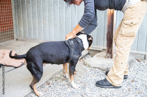 Chien dans un refuge prêt à l'adoption