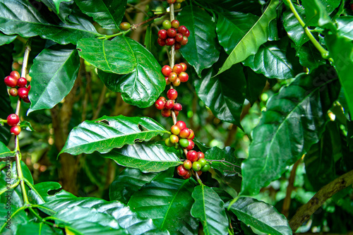 Coffee beans ripening on tree in North of thailand. fresh coffee cherry