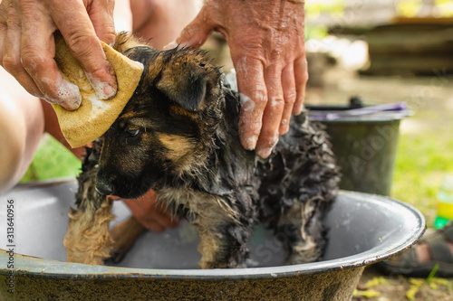 Shepherd dog bathing from fleas. The health of a purebred puppy