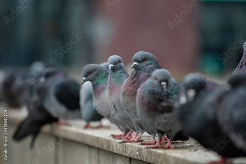 A flock of city pigeons sitting in a row on the street