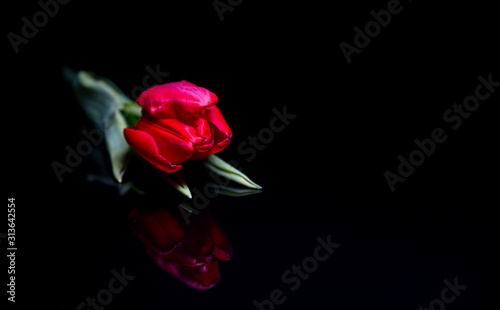 Fototapeta Naklejka Na Ścianę i Meble -  red tulip flower on black