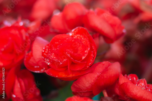 beautiful begonia flowers made with color filters  Soft focus  Background 