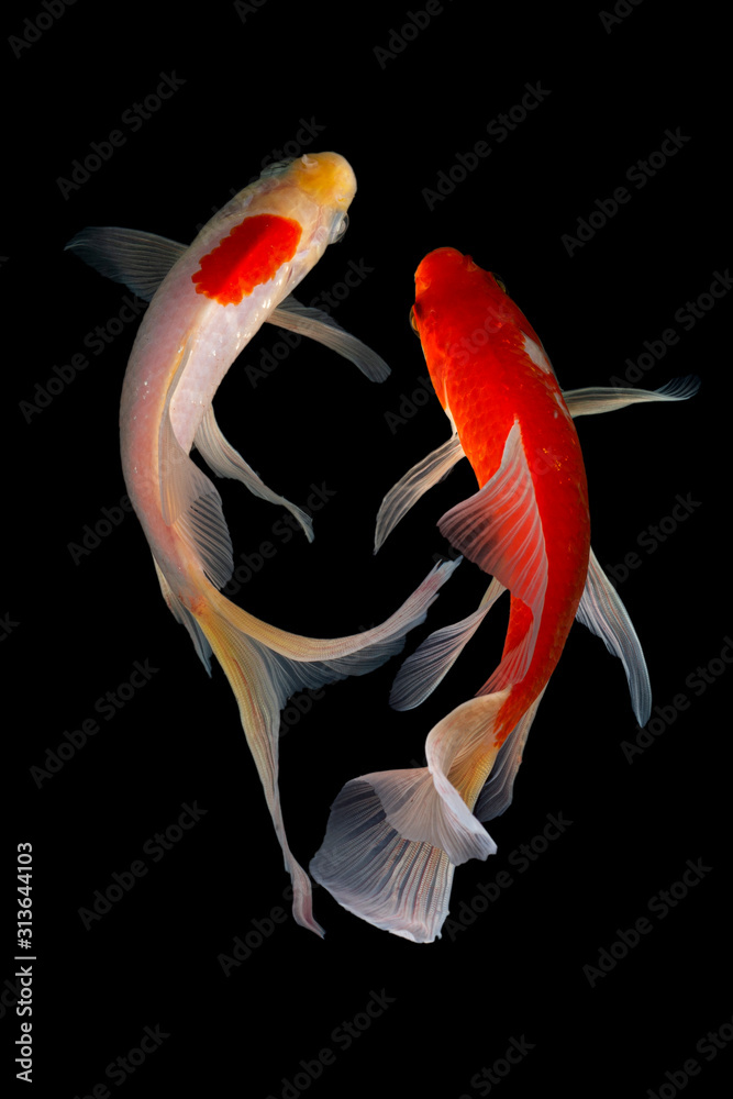 Fototapeta premium Japan Koi Carp in Koi Pond black background