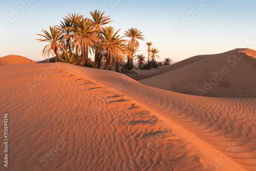 Colorful sunset in the desert above the oasis with palm trees and sand dunes. Sahara desert, Morcco, Africa