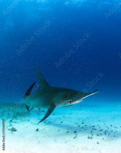 Great Hammerhead Shark (Sphyrna mokarran) Approaching over White Sand. Tiger Beach, Bahamas photo