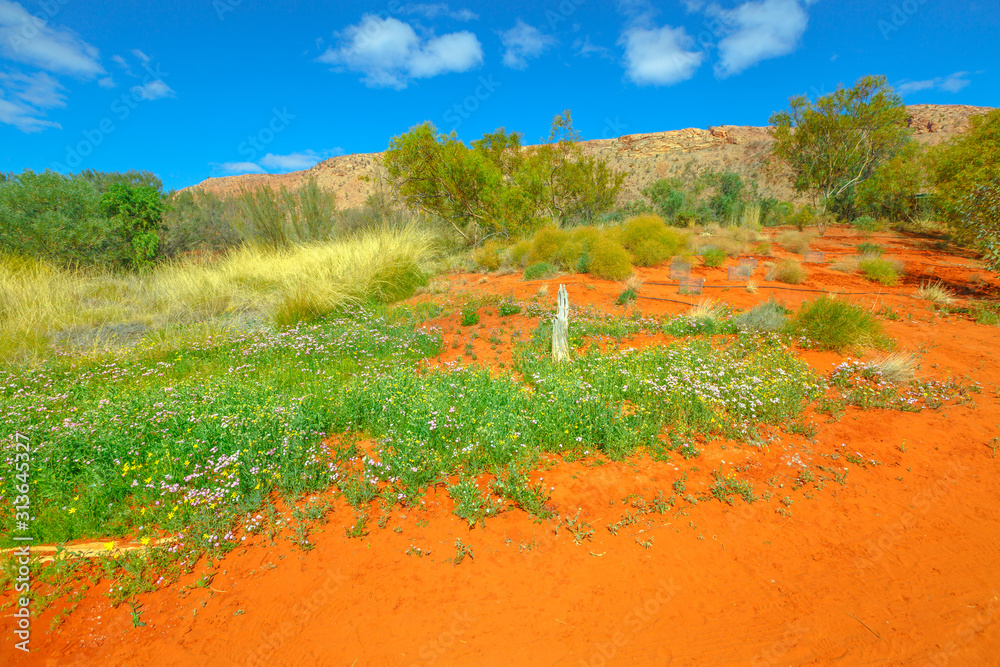 Australian Desert Plants