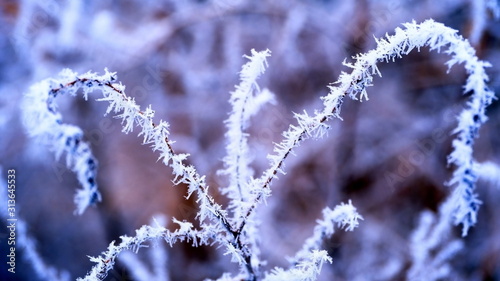  Hoarfrost on tree branches in a city park. Winter background for your design. © Vitaly Loz