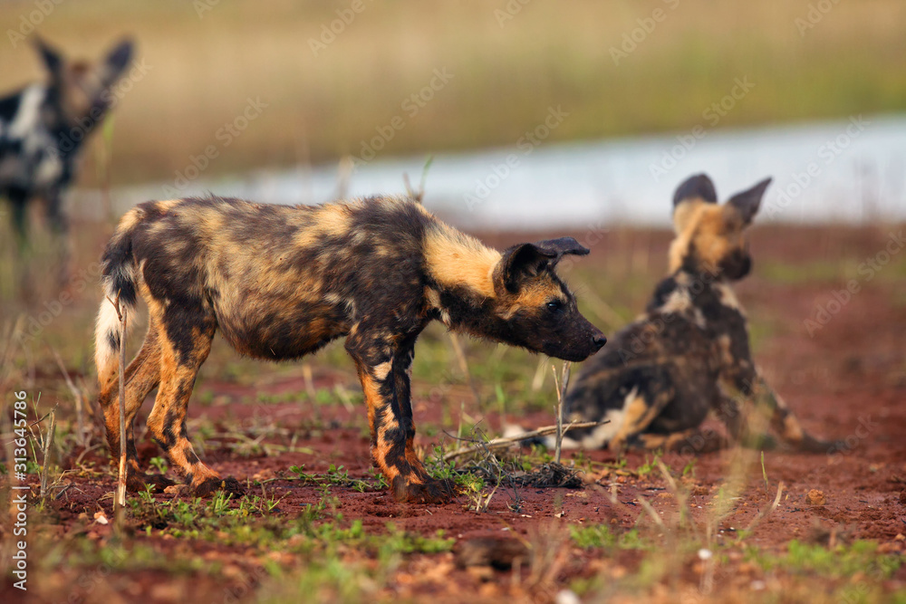 The African wild dog (Lycaon pictus), also known as the African hunting or painted dog, painted hunting dog or painted wolf. Puppy dogs near the water. Wild dog with the pack drink at the lake.
