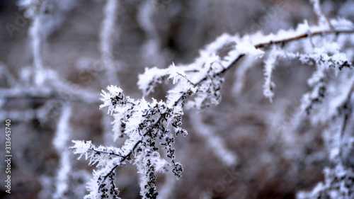 Hoarfrost on tree branches in a city park. Winter background for your design.