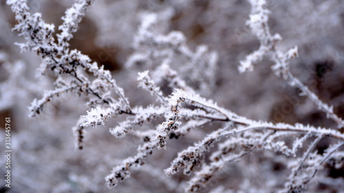  Hoarfrost on tree branches in a city park. Winter background for your design. © Vitaly Loz