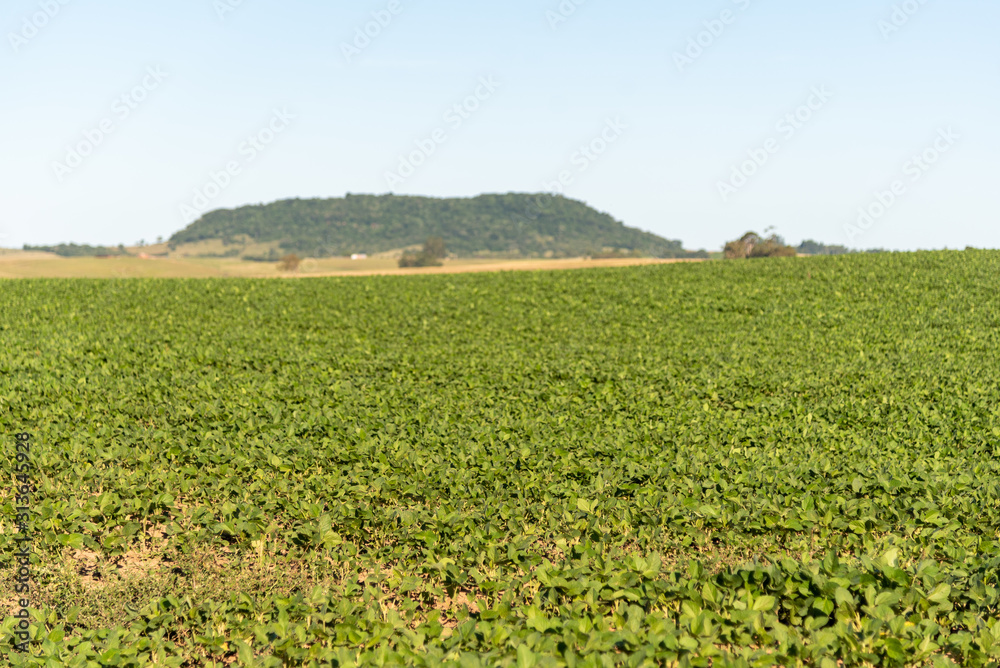 Soybean Plantation in Southern Brazil1